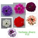 Bild von Verbena P12 Divers